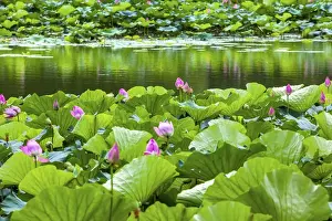 Imperial Prints: Pink Lotus Pads Garden Reflection Summer Palace Beijing China