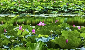 Images Dated 5th August 2014: Pink Lotus Pads Garden Reflection Summer Palace Beijing China