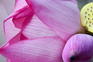 China Gallery: Pink Lotus Petal Bud Close Up Macro Hong Kong Flower Market