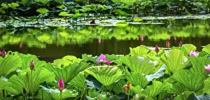 Beautiful Prints: Pink Lotus Pond Garden Lily Pads Summer Palace Beijing China