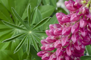 Pink Lupine blossoms