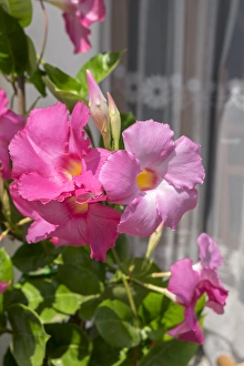 Apocynaceae Prints: Pink Mandevilla vine blooming, Alberobello, Italy, Europe