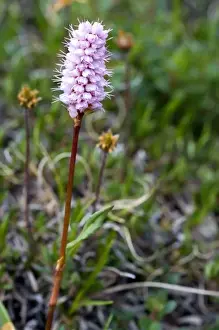 Plantae Prints: Pink Meadow Bistort (Polygonum bistorta) - Arctic National Wildlife Refuge, Alaska