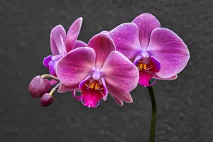 Prints of Pink Moon Orchid Images Dated 2021 February: Pink Moon Orchid