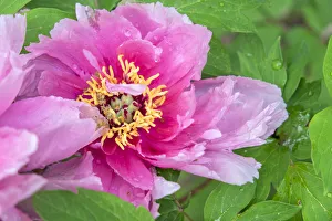 Shrub Prints: Pink Mountain Peony, USA