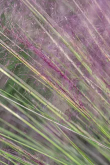 Images Dated 22nd January 2021: Pink Muhly Grass