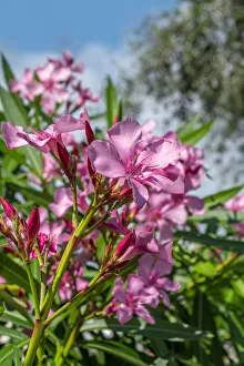 Images Dated 22nd January 2021: Pink Oleander