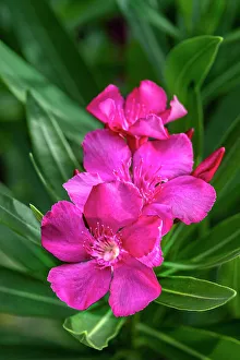 Cluster Prints: Pink oleander