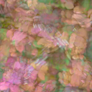 Abstract Prints: Pink, orange and green floral montage abstract