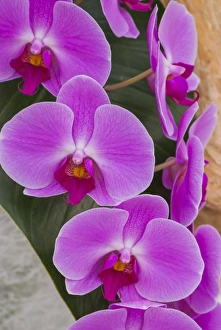Pink orchid blooms