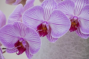 Flora Prints: Pink orchid blooms
