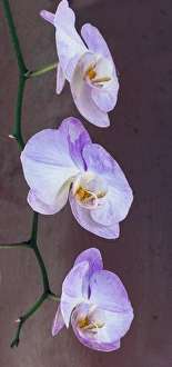 Flora Prints: Pink orchid blooms