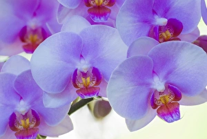 Flora Prints: Pink orchid blooms