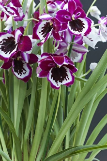 Pink orchid blooms