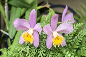 Two Tone Prints: pink Orchid, USA