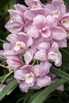 Blossoming Prints: Pink orchid, USA