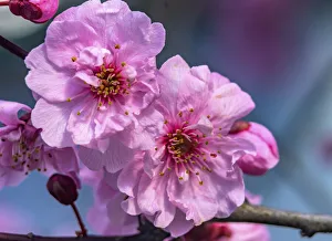 Peach Prints: Pink peach flowering fruit tree, Bellevue, Washington State