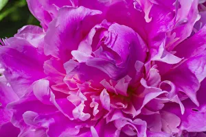 Peony Prints: Pink peony