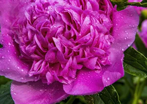 Shrub Prints: Pink peony
