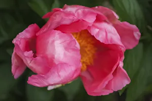 Pink peony bloom