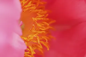 Pink peony bloom