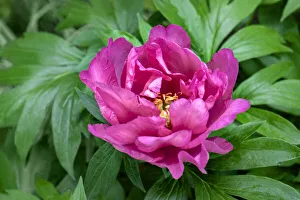 Pink peony, USA