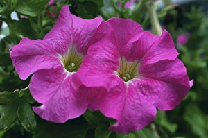 Annual Prints: Pink Petunia