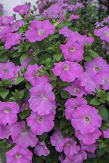 Annual Prints: Pink petunias, Charleston, South Carolina, USA