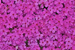Ground Cover Prints: Pink phlox, Mt. Cuba Center, Hockessin, Delaware