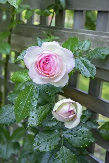 Floral & Botanical Collection: Pink Pierre de Rosard, Eden, heirloom roses, USA