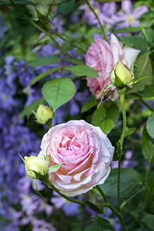 Pink Pierre de Rosard, Eden, heirloom roses, USA
