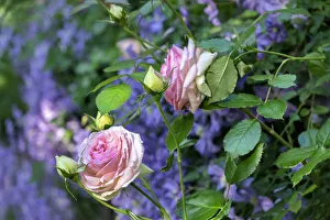 Pink Pierre de Rosard, Eden, heirloom roses, USA