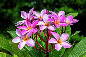 Frangipani Prints: Pink plumeria, Frangipani
