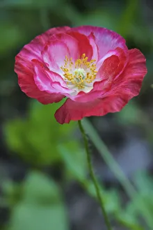 Images Dated 25th June 2019: Pink poppy flower