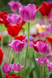 Images Dated 18th May 2013: Pink and red tulips, Cantigny Park, Wheaton, IL