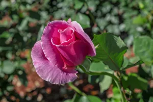 Select Focus Prints: Pink rose
