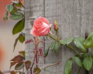 Images Dated 2022: Pink rose
