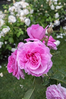 Flora Prints: Pink Rose bush, USA