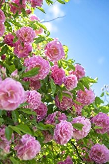 Flora Prints: Pink Rose bush, USA