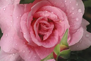 Drop Prints: Pink Rose with Dew Drops