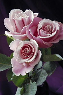 Vase Prints: Pink Roses