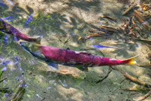 USA, North America, Alaska Prints: Pink Salmon, Juneau, Alaska, USA