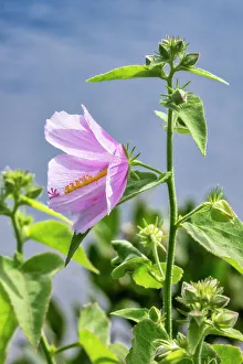 Pastel Prints: Pink saltmarsh mallow