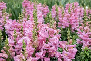 Floral & Botanical Gallery: Pink Snapdragons, USA