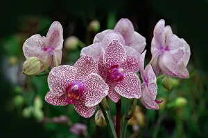 Pink speckled moth orchid spray