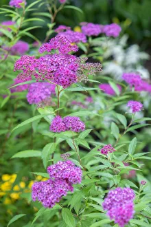 Images Dated 3rd September 2019: Pink spirea bush, USA