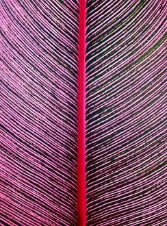 Images Dated 2018 June: Pink-Striped Heliconia (Heliconia iconia) HTBG, Hawaii
