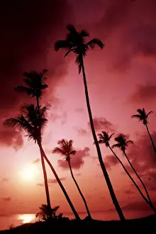 Secluded Prints: Pink sunset and elegant palms by Ocean in small remote island of Nevis Caribbean