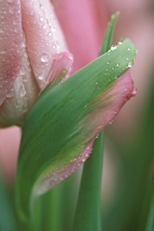 Opening Prints: Pink tulip close-up, in garden