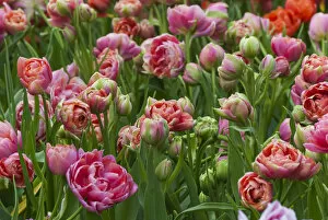 Netherlands, Holland Gallery: Pink tulip field